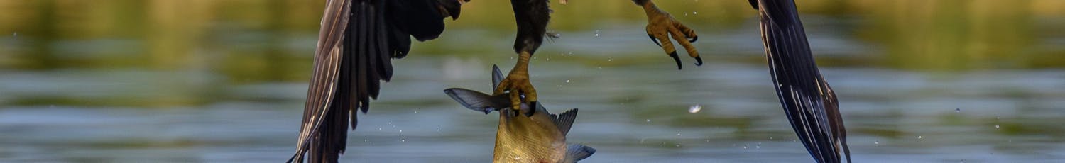 Eagle
